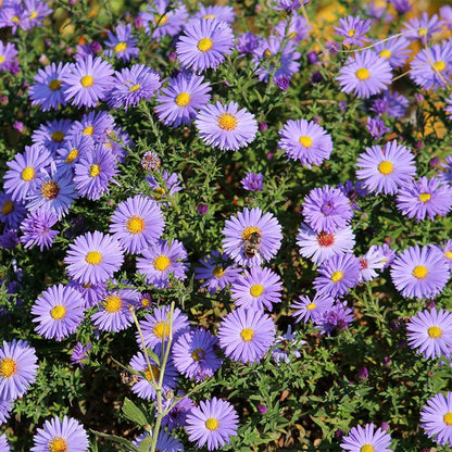 KICKIN® Lilac Blue Aster