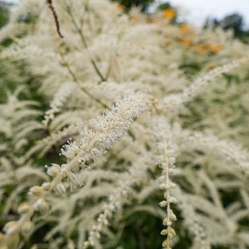 Kneiffii Goat's Beard - Thumbnail 2