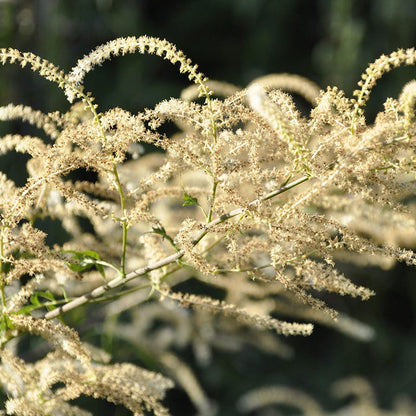 Kneiffii Goat's Beard