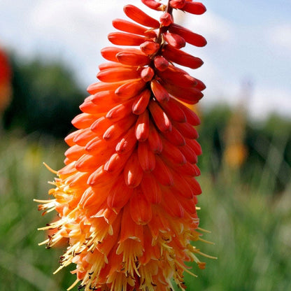 Red Hot Poker Alcazar
