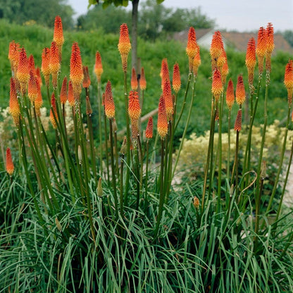 Red Hot Poker Alcazar