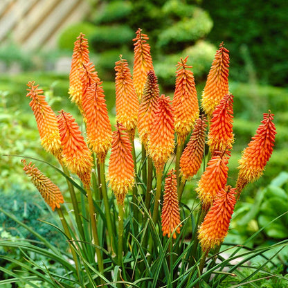 Easy Care Pre-Planned Garden