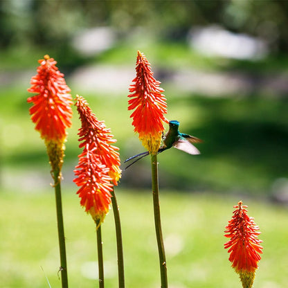 Red Hot Poker Alcazar