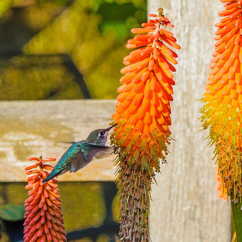 Red Hot Poker Alcazar