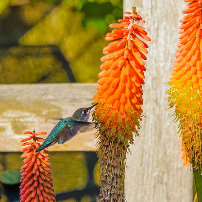 Red Hot Poker Alcazar