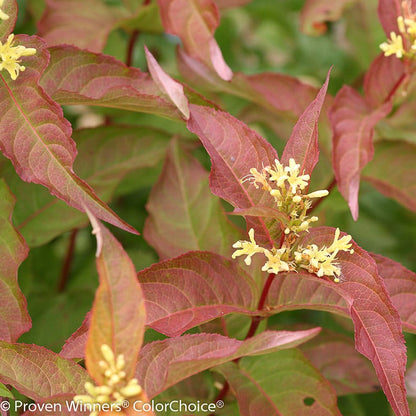 Kodiak® Orange Diervilla