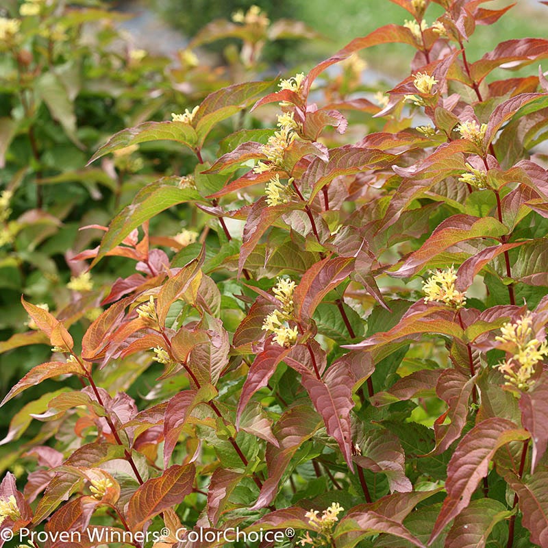 Kodiak® Orange Diervilla