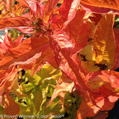 Kodiak® Orange Diervilla