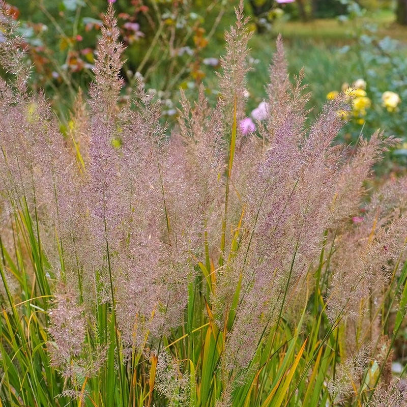 Korean Feather Reed Grass - Thumbnail 4