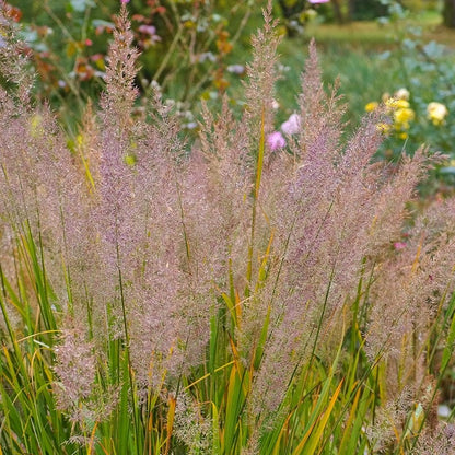 Korean Feather Reed Grass