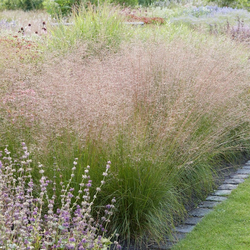 Korean Feather Reed Grass