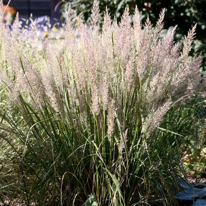 Korean Feather Reed Grass