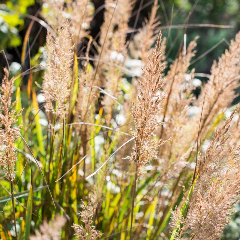 Korean Feather Reed Grass