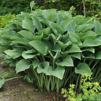 Krossa Regal Hosta