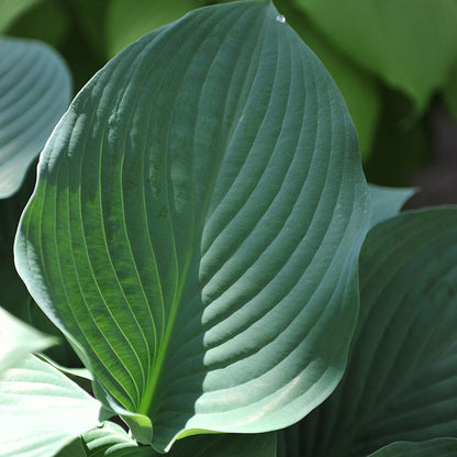 Krossa Regal Hosta