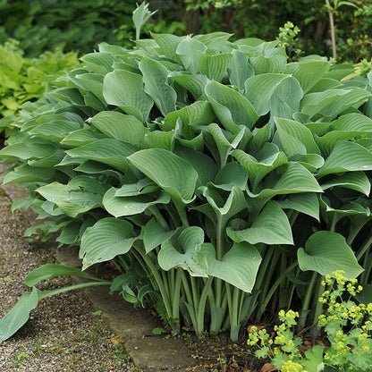 Lush Hosta Collection