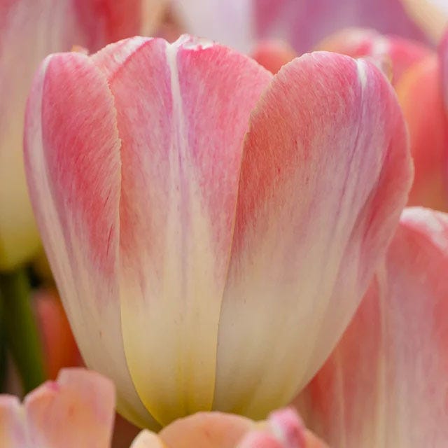 Tickled Pink Tulip Flower Bulb Collection