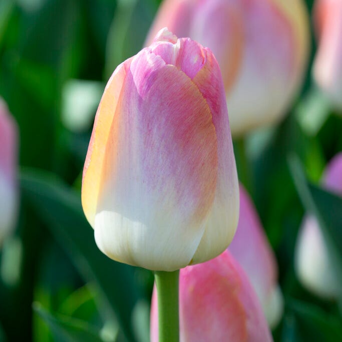 Kunyun Darwin Tulip