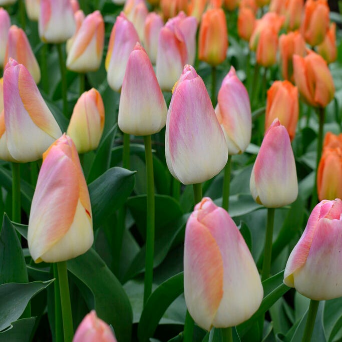 Kunyun Darwin Tulip - Thumbnail 2