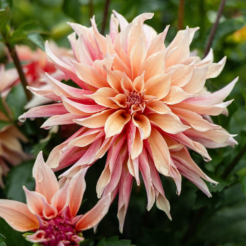 Labyrinth Dinner Plate Dahlia - Thumbnail 2