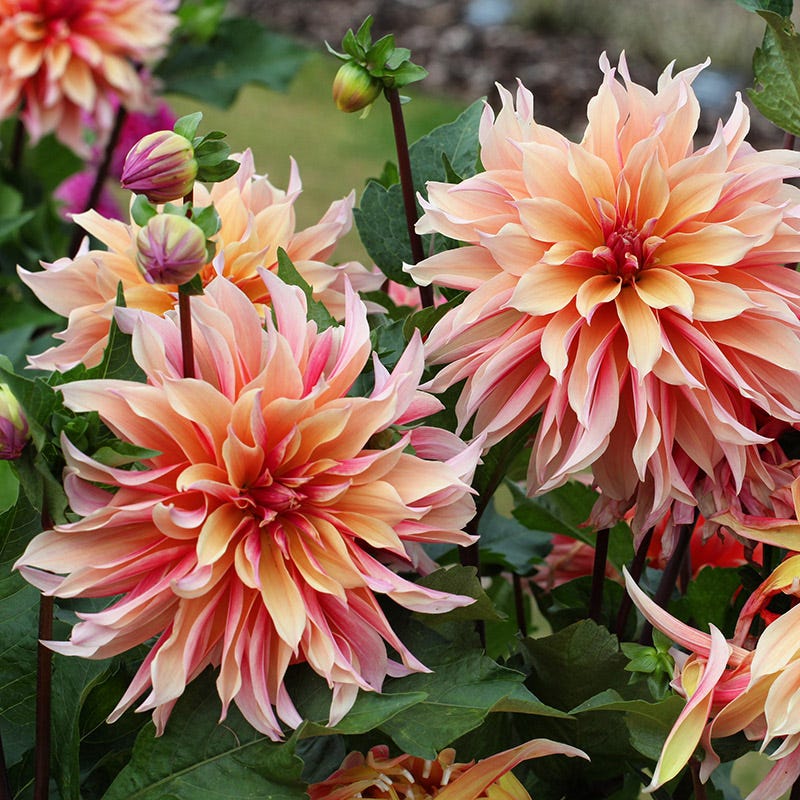 Labyrinth Dinner Plate Dahlia