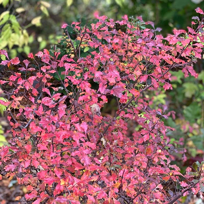 Lacette™ Fragrant Sumac