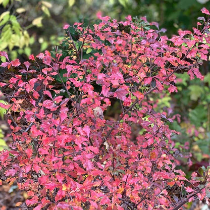 Lacette™ Fragrant Sumac
