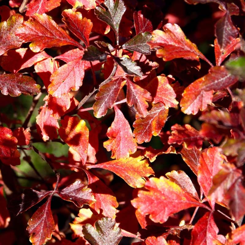 Lacette™ Fragrant Sumac