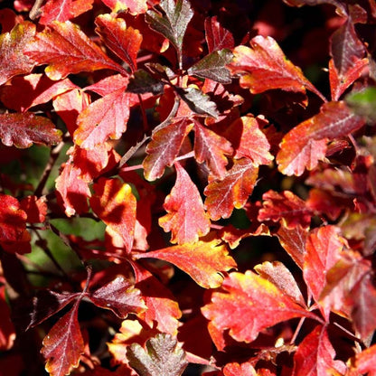 Lacette™ Fragrant Sumac