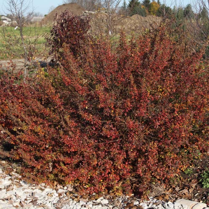 Lacette Fragrant Sumac, Rhus aromatica American Meadows