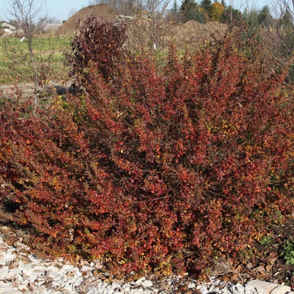 Lacette™ Fragrant Sumac