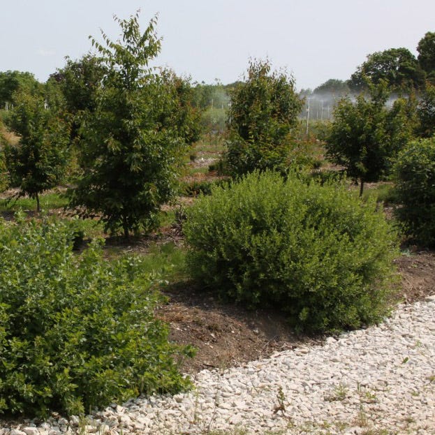 Lacette™ Fragrant Sumac