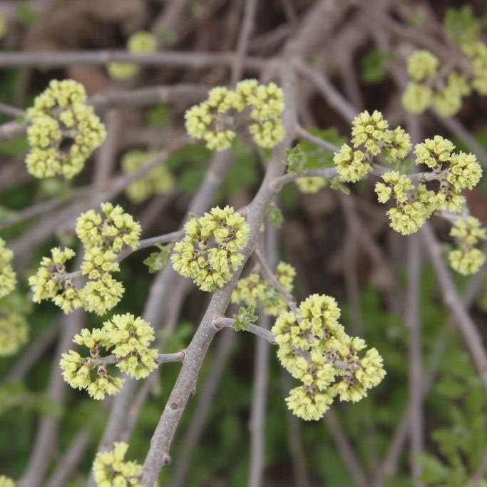 Lacette™ Fragrant Sumac