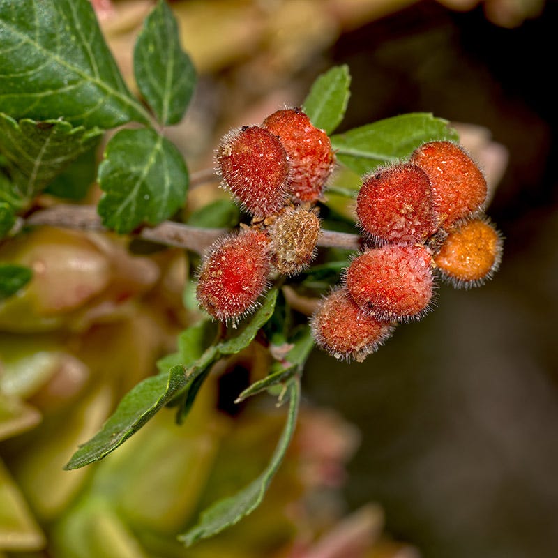 Lacette Fragrant Sumac