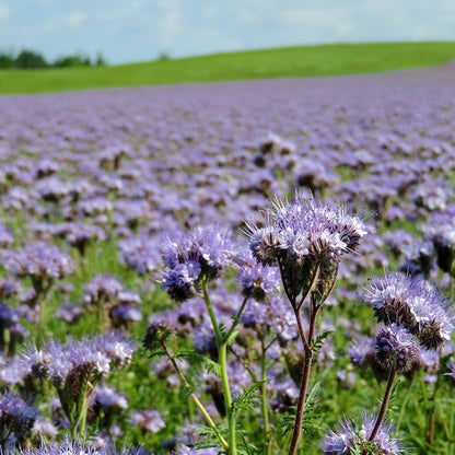 Lacy Phacelia Seeds