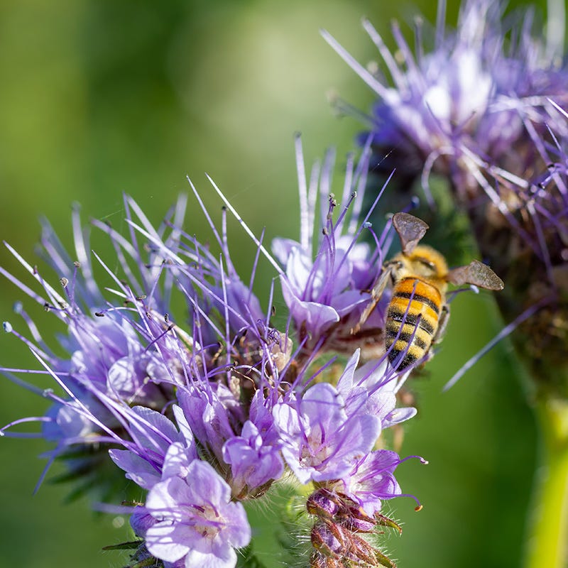 Purple Wildflower Seed Mix
