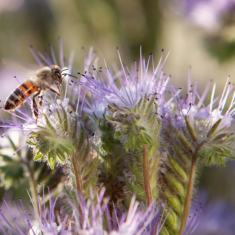 Lacy Phacelia Seeds