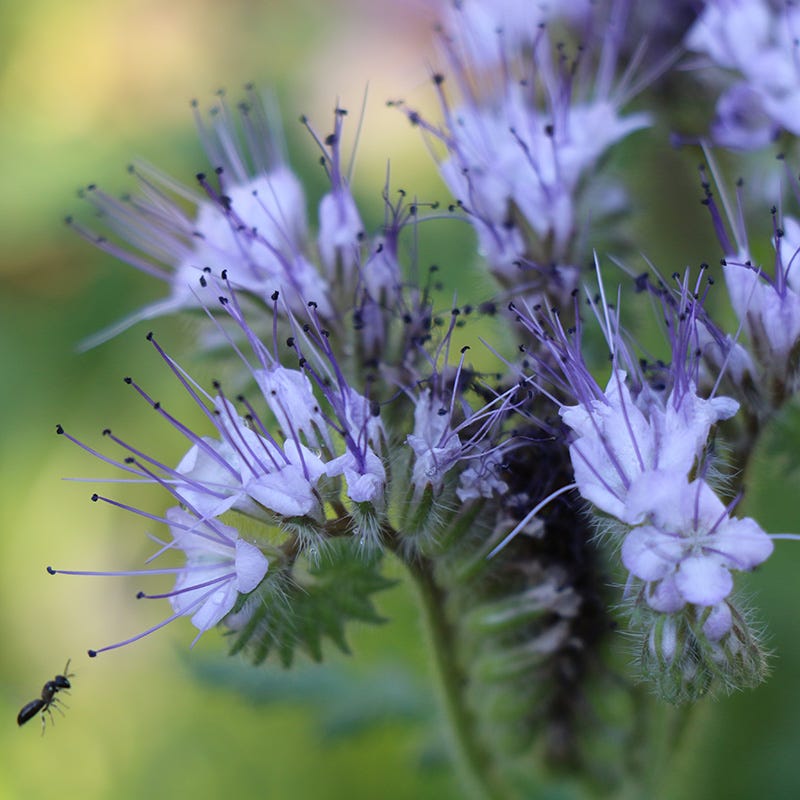planting phacelia seeds Lacy Phacelia Seeds, Phacelia tanacetifolia