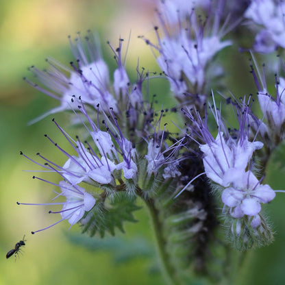 Lacy Phacelia Seeds