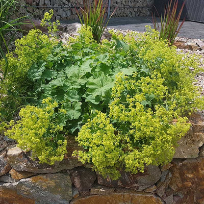 Lady's Mantle