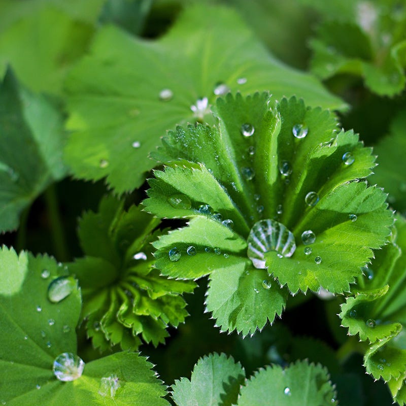 Lady's Mantle