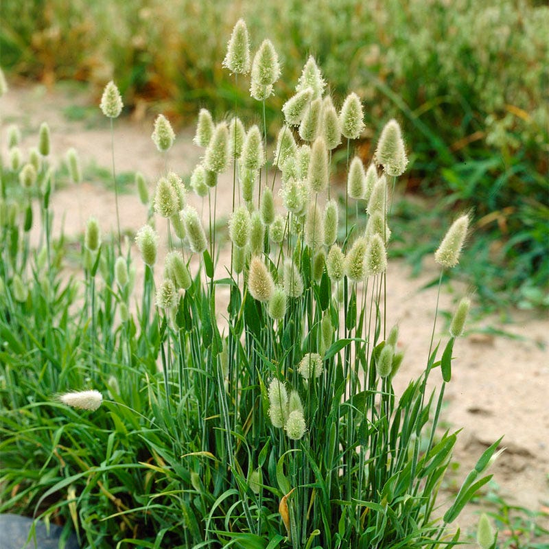 Bunny Tail Grass, Lagurus ovatus