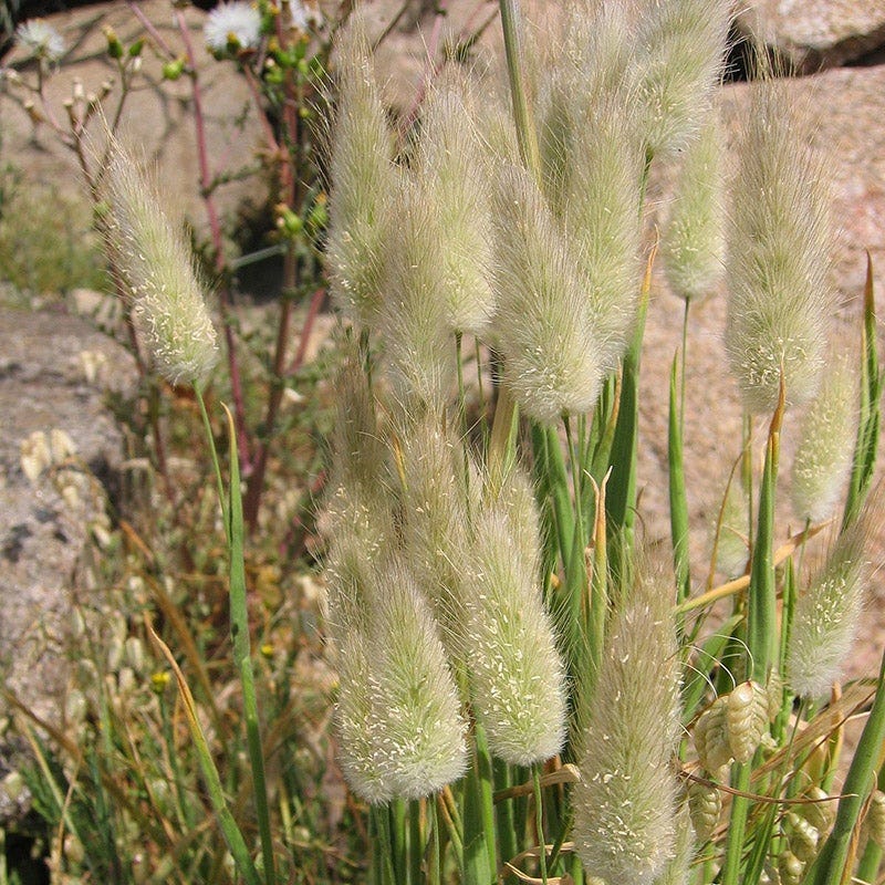 Bunny Tail Grass - Thumbnail 3
