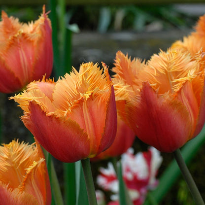 Lambada Fringed Tulip