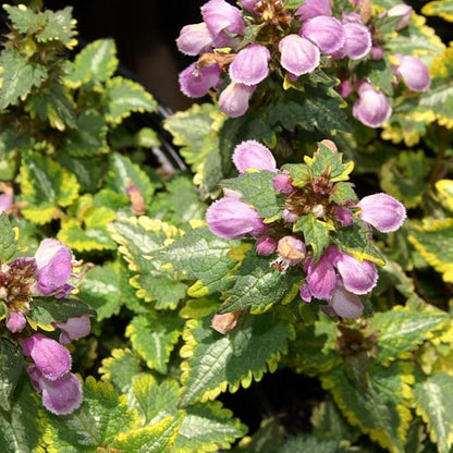 Golden Anniversary Lamium