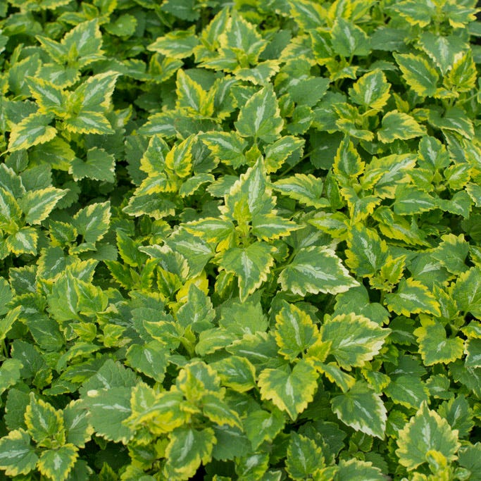 Golden Anniversary Lamium