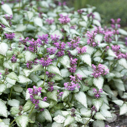 Shade Loving Pre-Planned Garden