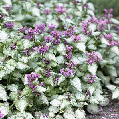 Orchid Frost Lamium