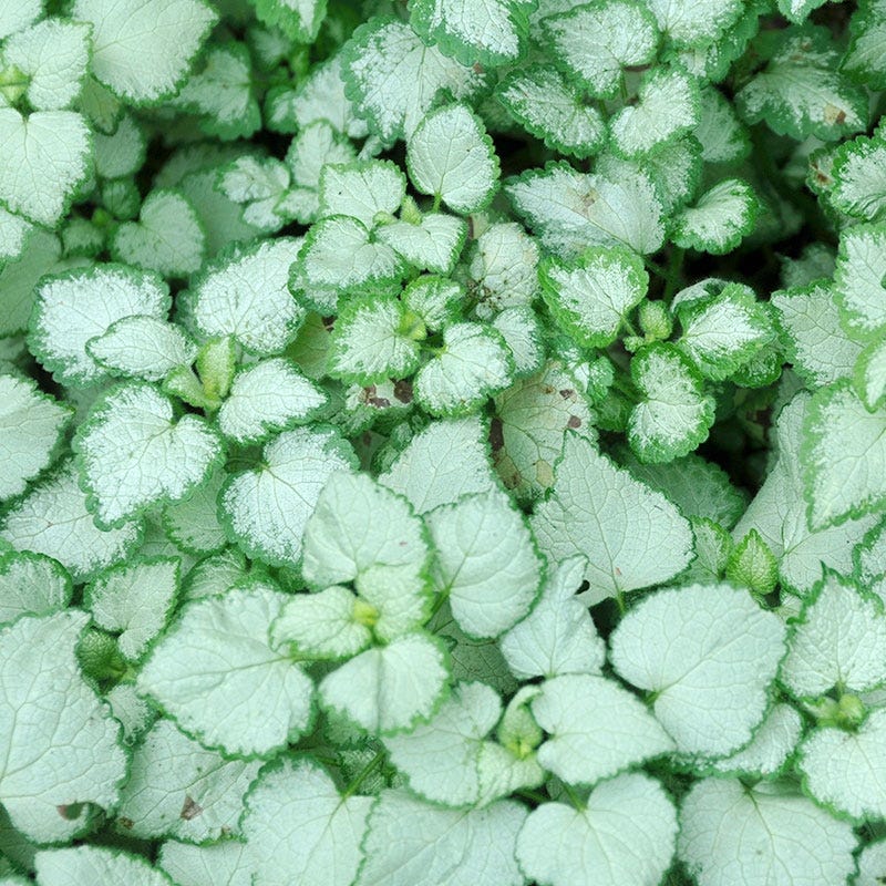 Pink Pewter Lamium, Dead Nettle | American Meadows