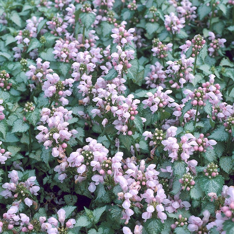 lamium-pink-pewter-groundcover